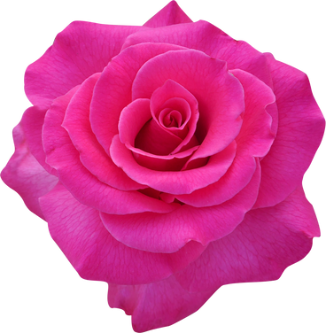 Single pink rose flower