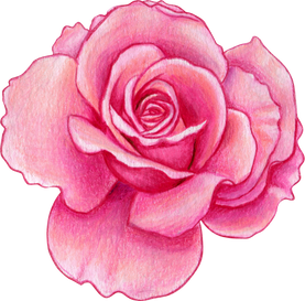 Watercolor Rose Flower