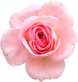 Pink Rose