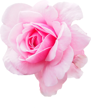 Isolated pink rose flower, cut outline for background